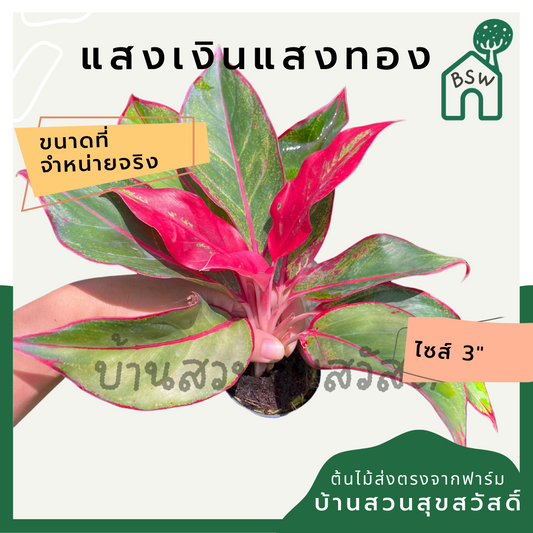 แสงเงินแสงทอง (Aglaonema) ไม้มงคลยอดนิยมในกระถาง 3 นิ้ว