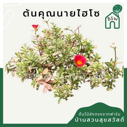 คุณนายตื่นสายไฮโซ (Portulaca Oleracea 'Variegata') ไม้ดอกในกระถาง 5-6 นิ้ว
