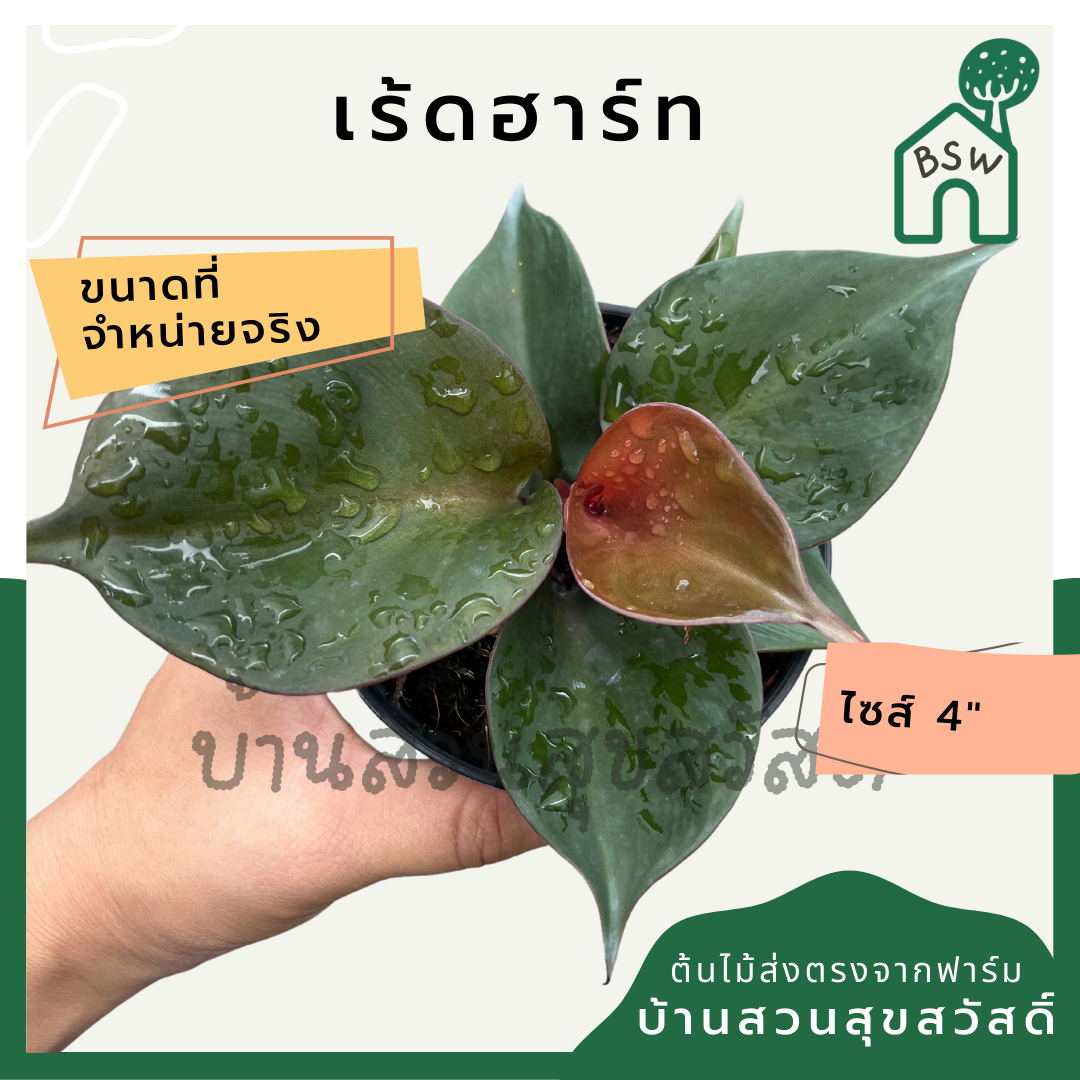 ฟิโลเรดฮาร์ท (Philodendron Red Heart) ไม้ใบรูปหัวใจในกระถาง 4 นิ้ว