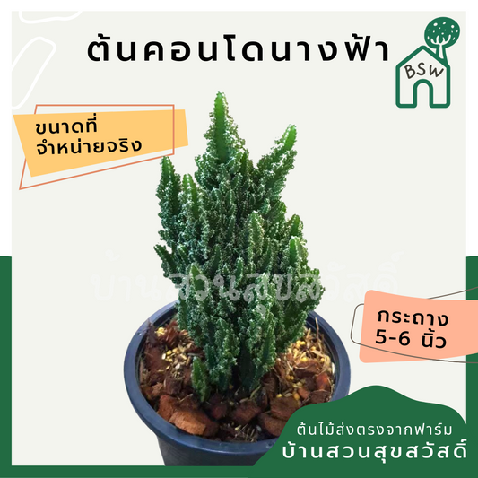คอนโดนางฟ้า (Cereus Peruvianus) กระบองเพชรทรงสวย