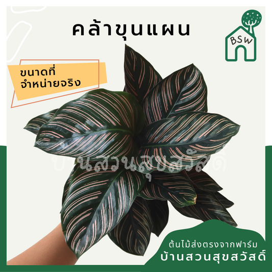 คล้าขุนแผน (Calathea 'Khunphaen') ไม้ใบสวยในกระถางพร้อมตั้ง
