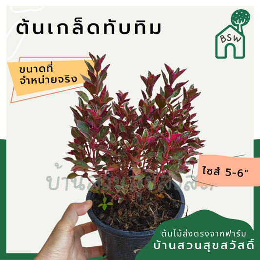 เกล็ดทับทิม (Alternanthera Dentata 'Ruby') ไม้แดดทรงพุ่มในกระถาง 5-6 นิ้ว