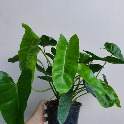 ฟิโลเบอร์เบิ้ลมาร์คเขียว (Philodendron Burle Marx) ไม้ฟอกอากาศในกระถางพร้อมตั้ง