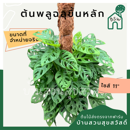 พลูฉลุไต่เสา (Monstera Adansonii) ไม้ฟอกอากาศในกระถางพร้อมตั้ง
