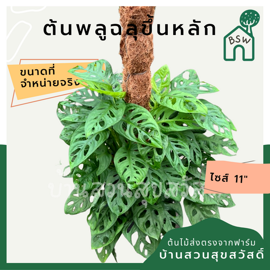 พลูฉลุไต่เสา (Monstera Adansonii) ไม้ฟอกอากาศในกระถางพร้อมตั้ง