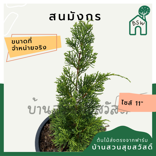 สนมังกร กระถาง 11 นิ้ว ต้นสวย สำหรับแต่งสวนสไตล์อังกฤษ ทนแดดมาก