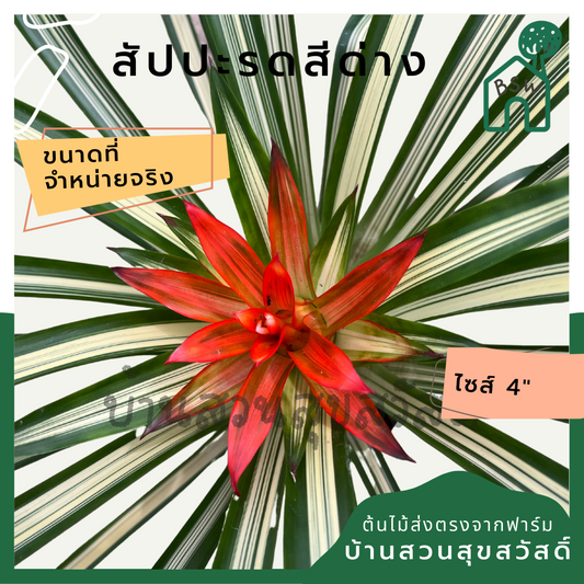 สับปะรดสีด่าง (Bromeliad Variegata) ไม้ประดับใบสวยในกระถาง 4 นิ้ว