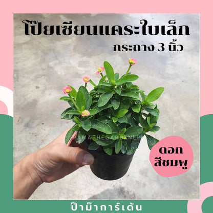 ต้นโป๊ยเซียนแคระ ในกระถาง 5-6 นิ้ว ไม้แดด ออกดอกตลอดปี