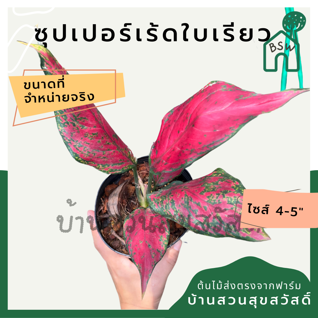 ซุปเปอร์เร้ดใบเรียว อโกลนีมา มาในกระถางพร้อมตั้ง