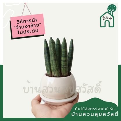 ว่านงาช้างบอนเซล (Sansevieria Boncellensis) ไม้ฟอกอากาศทรงสวย