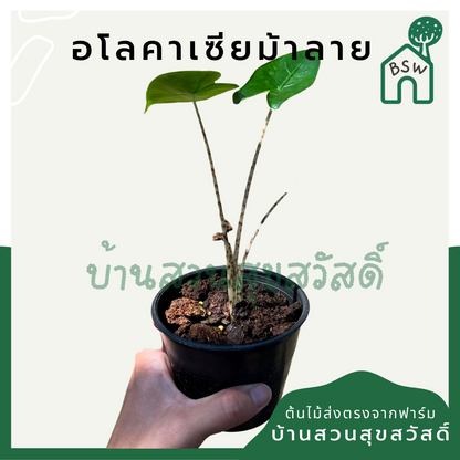 อโลคาเซียม้าลาย (Alocasia Zebrina) ไม้ใบสวยในกระถาง 5 นิ้ว