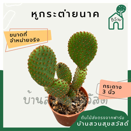 แคคตัสหูกระต่ายนาค (Opuntia Microdasys) กระบองเพชรในกระถางพร้อมตั้ง