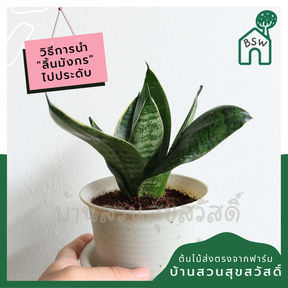 ลิ้นมังกรแคระใบลาย (Sansevieria Trifasciata 'Hahnii') ไม้ฟอกอากาศในกระถาง 4-5 นิ้ว