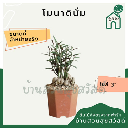 โมนาดินั่ม (Monadenium) ไม้โชว์โขดในกระถางพร้อมตั้ง