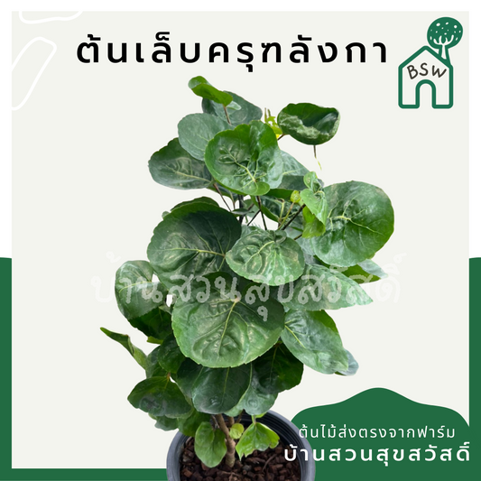 ต้นเล็บครุฑลังกา สูง 60-80 ชม กระถาง 11 นิ้ว