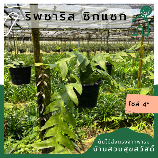 ต้นริพซาริส ซิกแซก Rhipsalis sixsak. ส่งพร้อมกระถาง 8 นิ้วพร้อมลวดแขวน