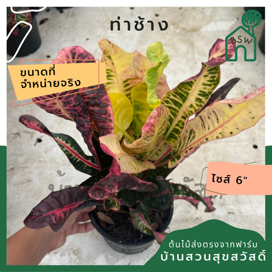 โกสน ท่าช้าง พร้อมกระถาง 6 นิ้ว