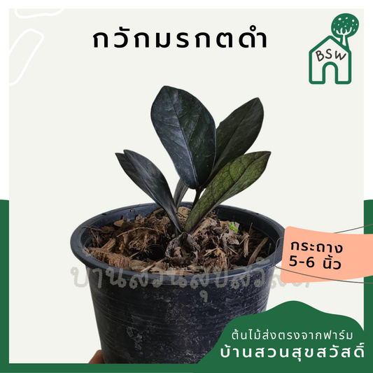 กวักมรกตดำ (Zamioculcas Zamiifolia 'Raven') ไม้มงคลในกระถางพร้อมตั้ง