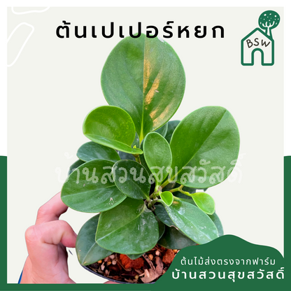 เปเปอร์หยก (Peperomia Obtusifolia) ไม้อวบน้ำในกระถาง 4 นิ้ว