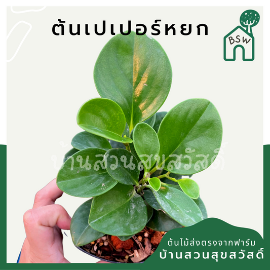 เปเปอร์หยก (Peperomia Obtusifolia) ไม้อวบน้ำในกระถาง 4 นิ้ว