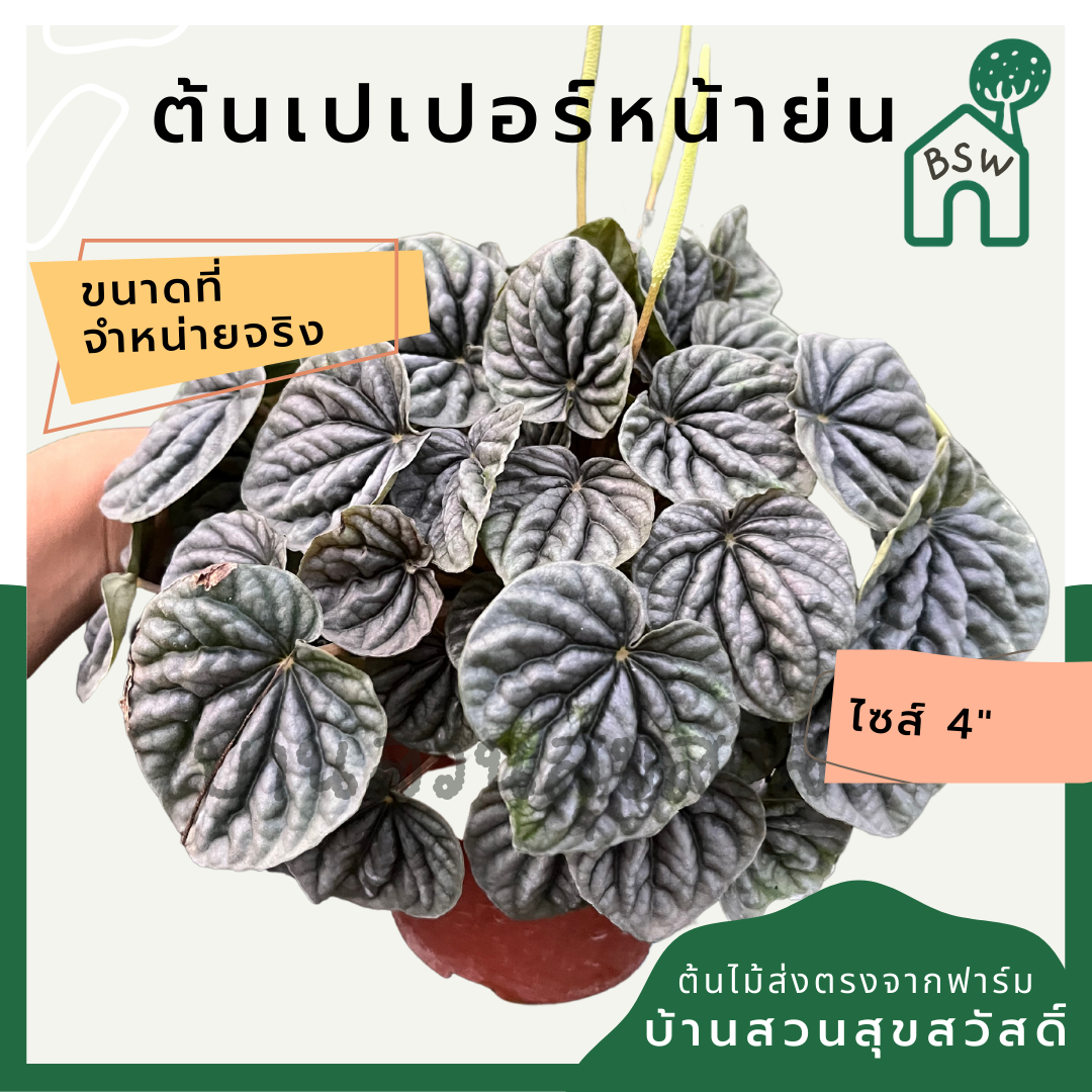 เปเปอร์หน้าย่น มาในกระถางพร้อมตั้ง pepperomia แนวมินิมอล