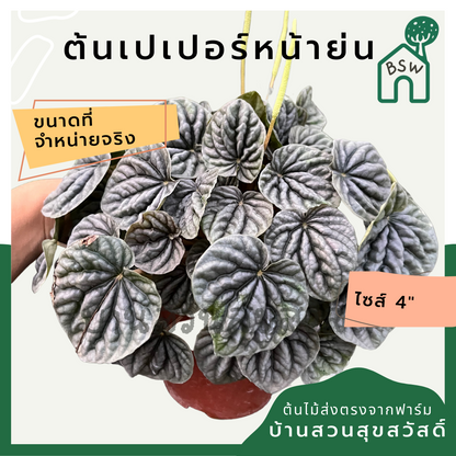 เปเปอร์หน้าย่น มาในกระถางพร้อมตั้ง pepperomia แนวมินิมอล