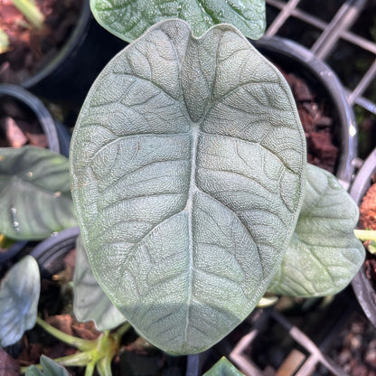 อโลคาเซียเมโล (Alocasia Melo) ไม้ใบหนาในกระถางพร้อมตั้ง