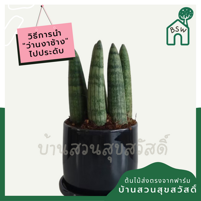 ว่านงาช้างบอนเซล (Sansevieria Boncellensis) ไม้ฟอกอากาศทรงสวย