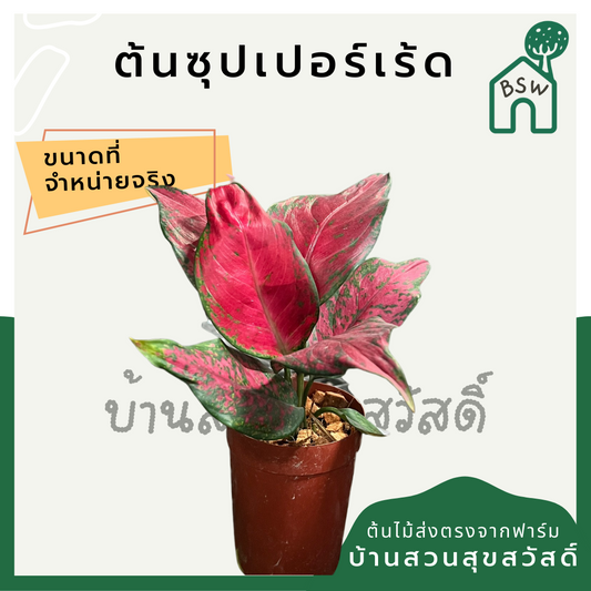 กระถางต้นไม้ - ซุปเปอร์เร้ด