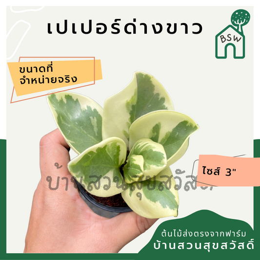ต้นเปเปอร์หยกด่างขาว ในกระถาง 3 นิ้ว ต้นไม้มงคล มาในกระถางพร้อมตั้ง