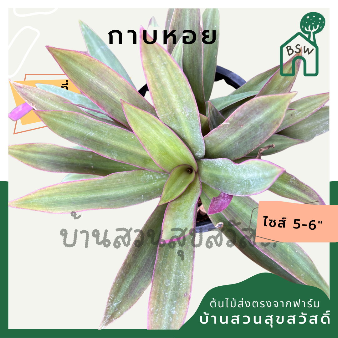 กาบหอย (Tradescantia Spathacea) ไม้ประดับสีสวยในกระถาง 5-6 นิ้ว