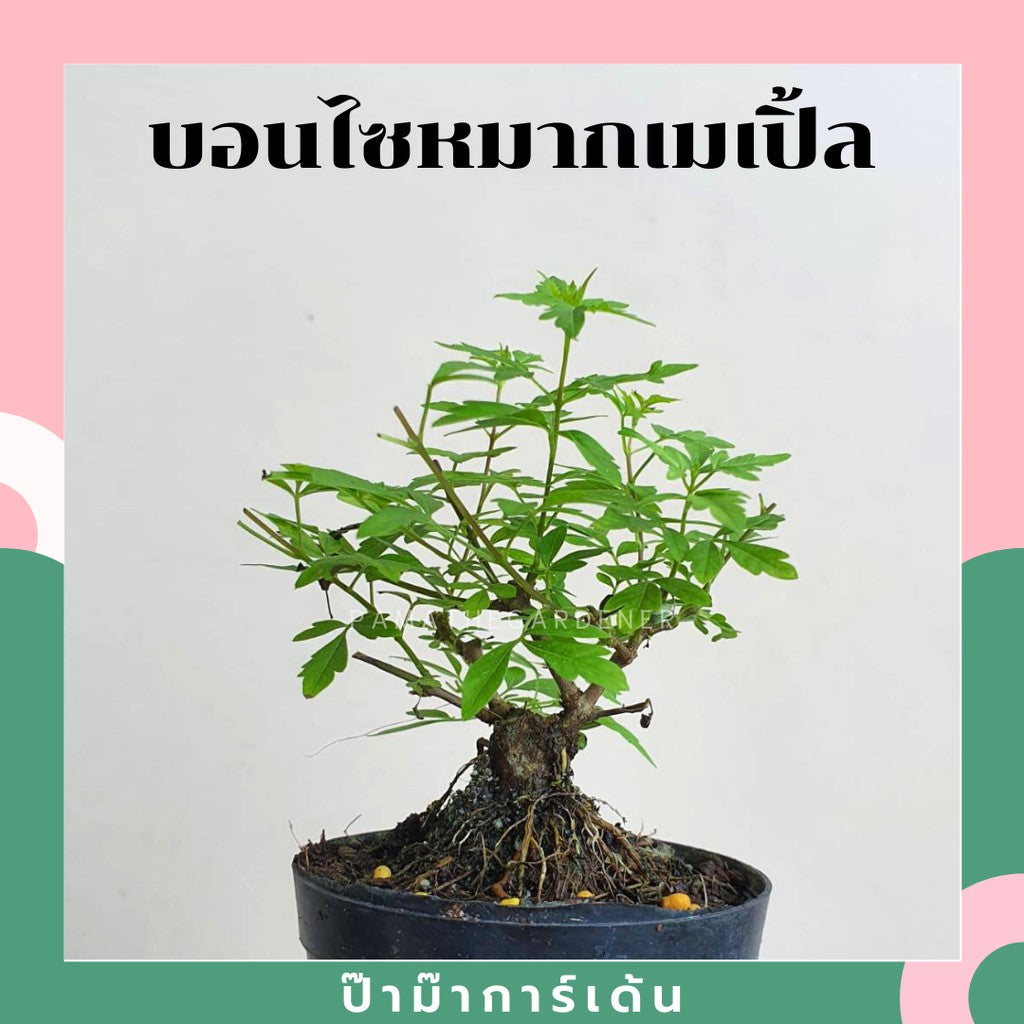 บอนไซ พร้อมกระถาง 3นิ้ว มีหลายสายพันธุ์