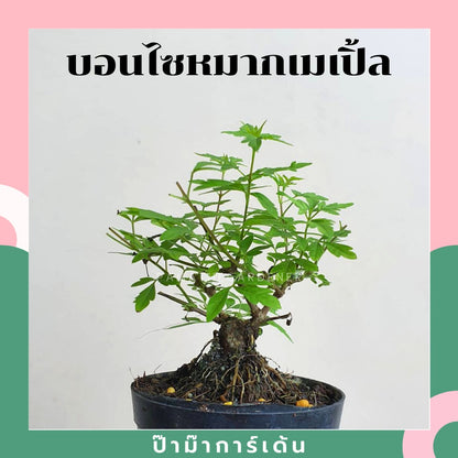บอนไซ พร้อมกระถาง 3นิ้ว มีหลายสายพันธุ์