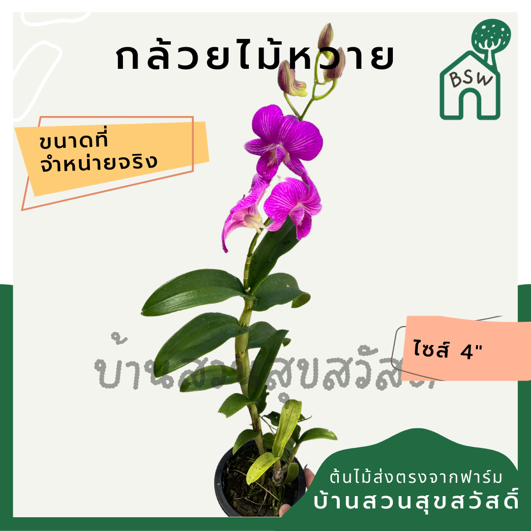 กล้วยไม้หวาย พร้อมกระถาง 4 นิ้ว ต้นใหญ่ เลี้ยงง่าย ออกดอกเก่ง