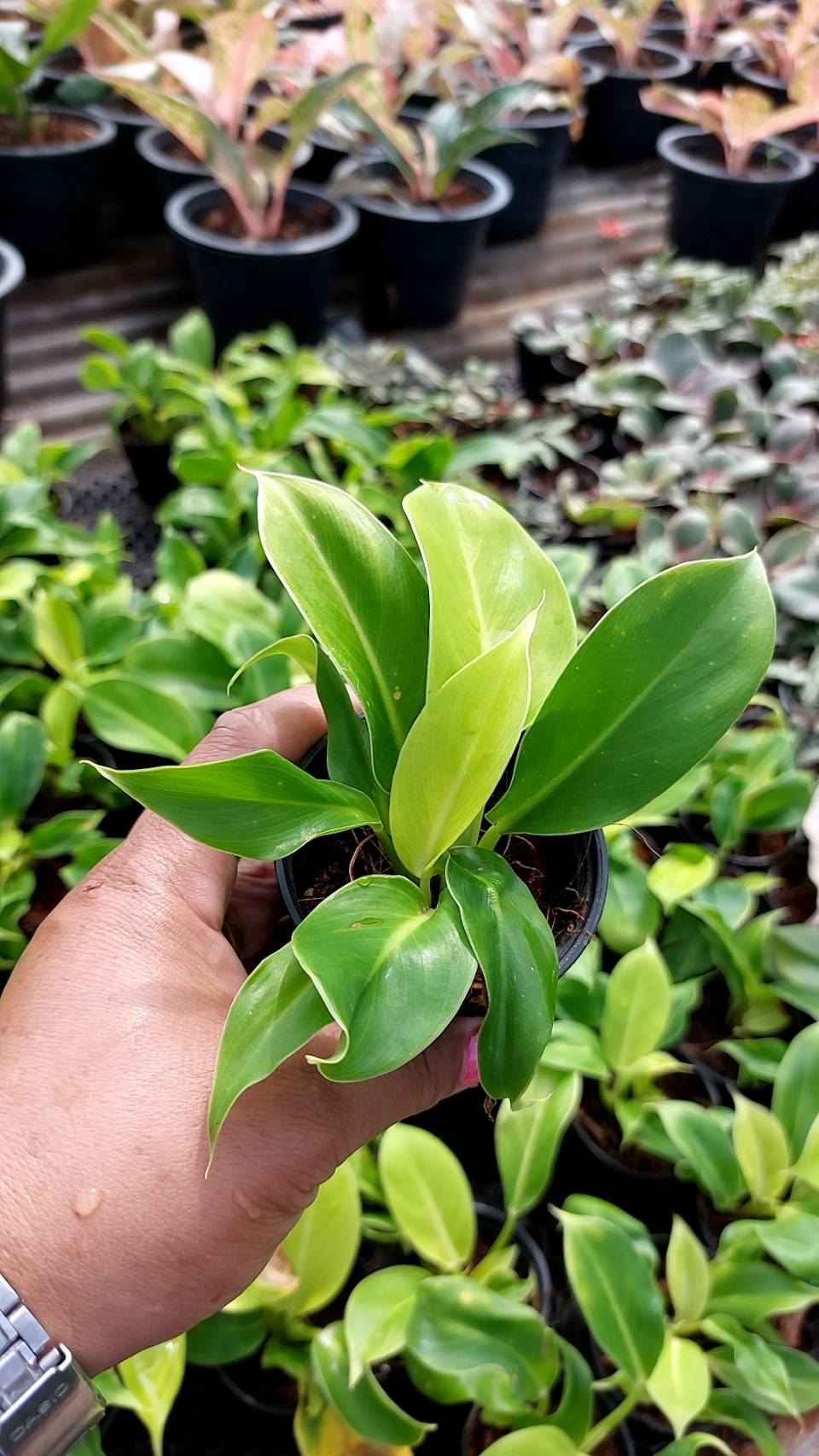 กุมารเรียกทรัพย์ (Aglaonema 'Kumarn Riak Sap') ไม้มงคลในกระถาง 2-3 นิ้ว