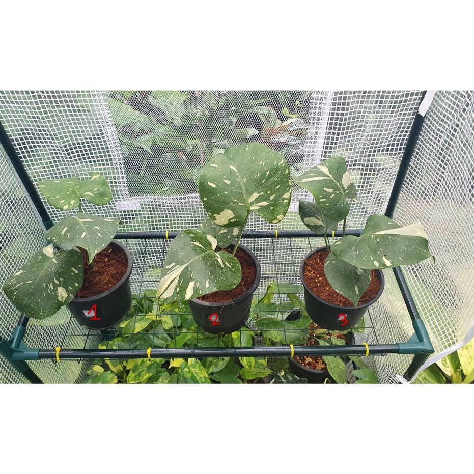 ต้นมอนสเตอร่า ไทยคอนด่าง Monstera Thai Constellation Variegated ใบสวย [เลือกต้นก่อนสั่ง] update 29/12/2564