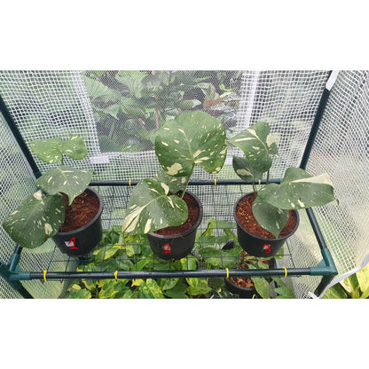 ต้นมอนสเตอร่า ไทยคอนด่าง Monstera Thai Constellation Variegated ใบสวย [เลือกต้นก่อนสั่ง] update 29/12/2564