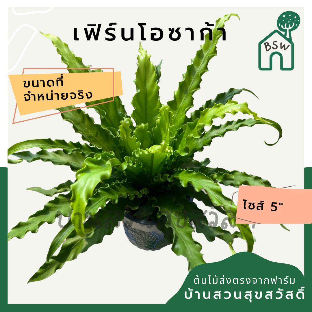 ต้นเฟิร์นโอซาก้า กระถาง 5-6 นิ้ว มาในกระถางพร้อมตั้ง