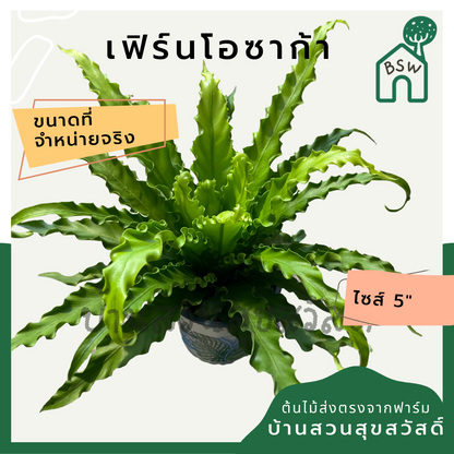 ต้นเฟิร์นโอซาก้า กระถาง 5-6 นิ้ว มาในกระถางพร้อมตั้ง