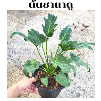 ซานาดู ในกระถางพร้อมตั้ง Philodendron Xanadu