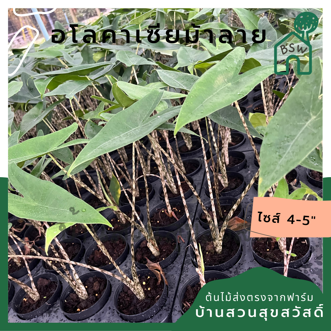 อโลคาเซียม้าลาย (Alocasia Zebrina) ไม้ใบสวยในกระถาง 5 นิ้ว