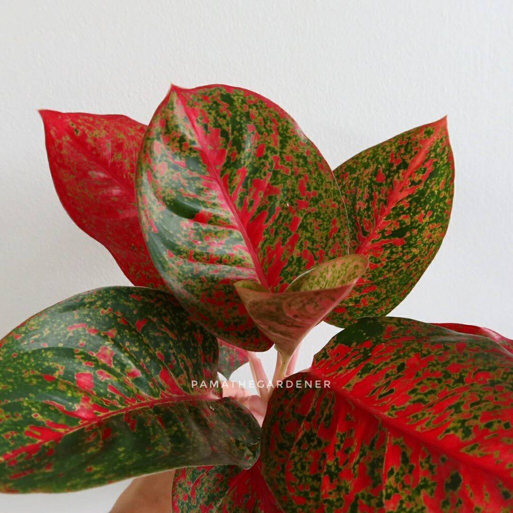 ต้นทรัพย์มงคล อโกลนีมา เลี้ยงในบ้านได้ ใบสีสดสวย (ลอตใหม่ กระถาง 4 - 8 นิ้ว)