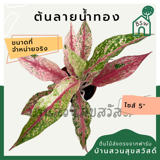 ลายน้ำทอง (Aglaonema) ไม้มงคลในกระถางพร้อมตั้ง