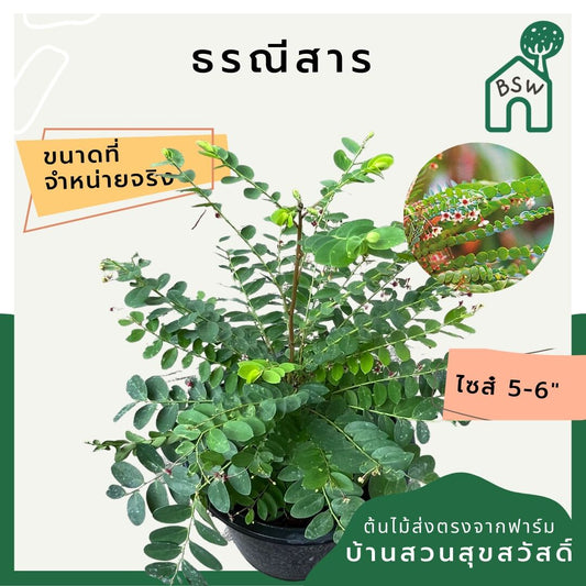 ธรณีสาร (Phyllanthus Pulcher) ไม้สมุนไพรมงคลในกระถางพร้อมตั้ง