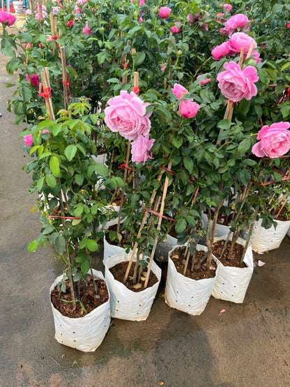 กุหลาบหนู (Rosa 'Miniature') ไม้ดอกสวยในกระถางพร้อมตั้ง