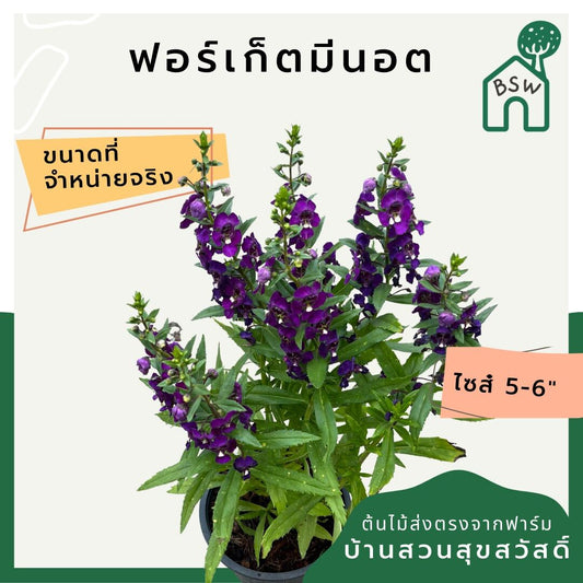ฟอร์เก็ตมีน็อต (Myosotis Sylvatica) ไม้ดอกความหมายดีในกระถางพร้อมตั้ง