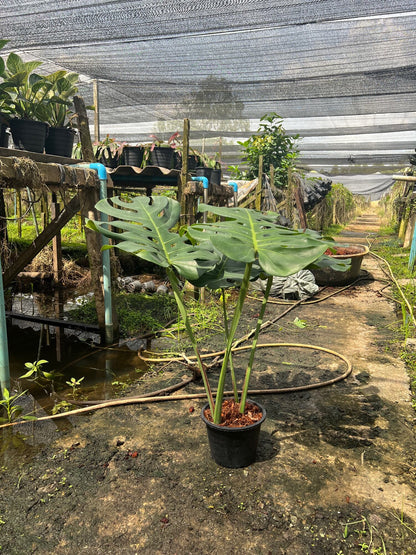 Monsere Deliciosa Gaint มอนสเตอร่า ไจแอนท์ (วางข้อใบใหญ่แฉกแล้ว)