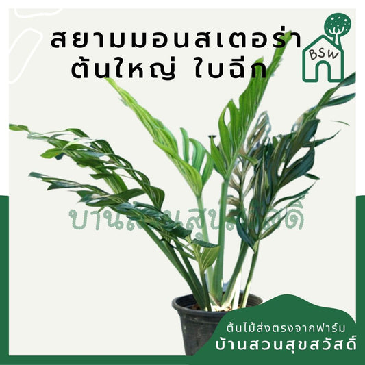 สยามมอนสเตอร่า (Monstera Thai Constellation) ไม้ใบใหญ่ในกระถางพร้อมตั้ง