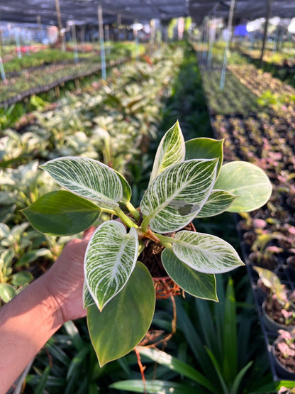 เบอร์กิ้น ฟิโลเดนดรอน เบอร์กิ้น มาในกระถางพร้อมตั้ง philodendron birkin