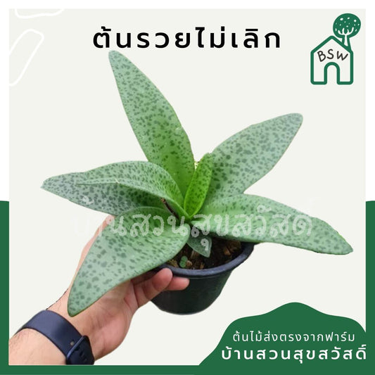 รวยไม่เลิก (Sansevieria Trifasciata 'Laurentii') ไม้มงคลยอดนิยมในกระถาง